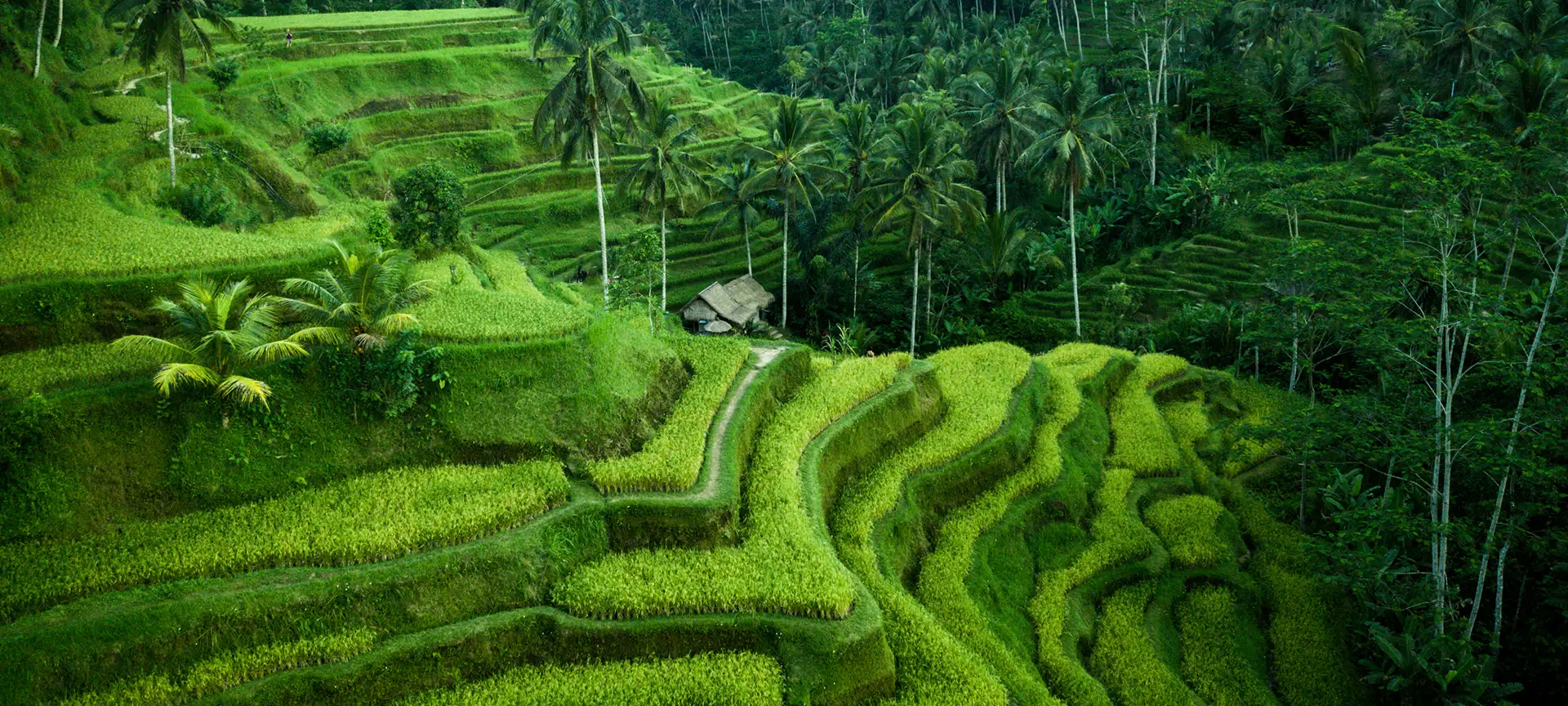 The Tegallalang Rice Terraces is one of the must-visit things to do when visiting Ubud. This valley of rice fields has some jaw-dropping views and is a great area to wander around - go down into the valley and explore all the different levels.