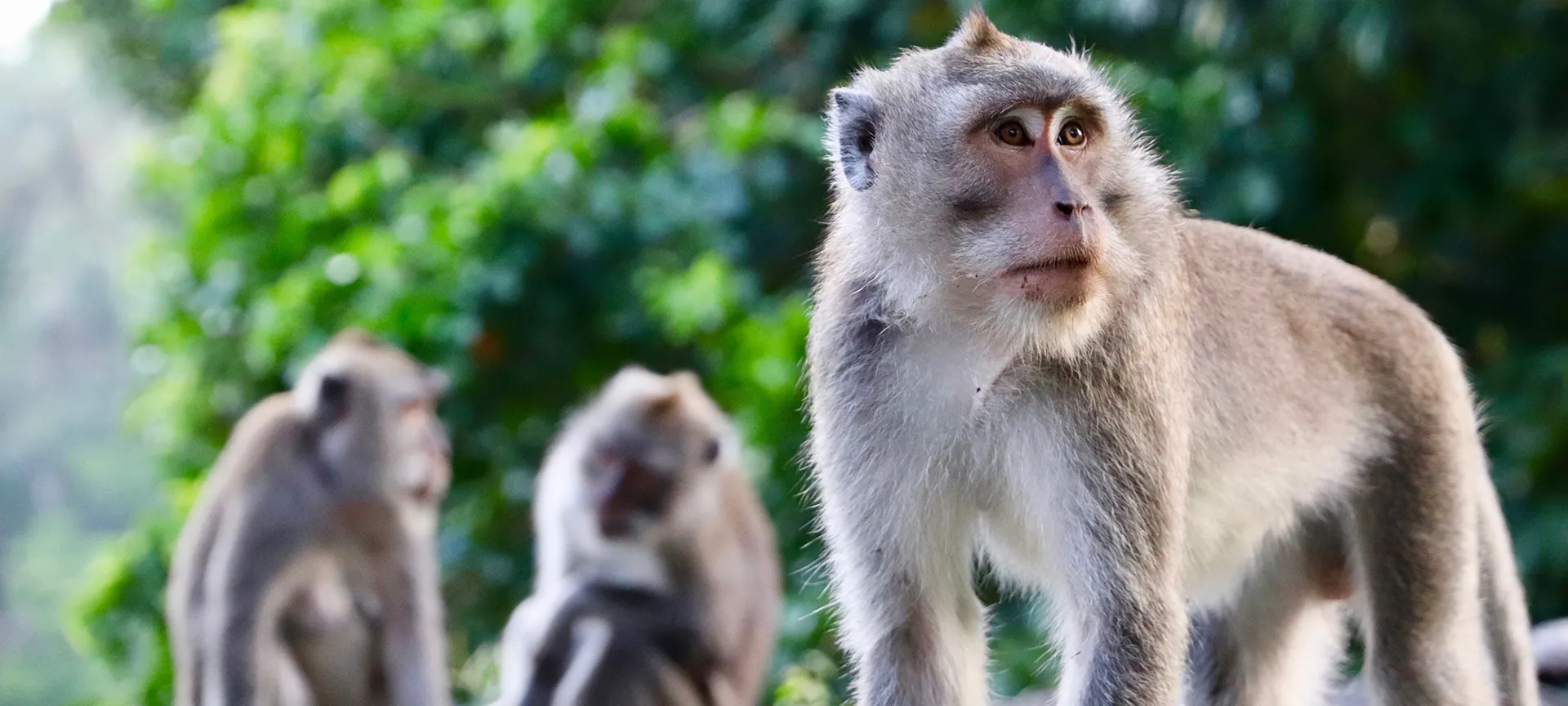 Seeing the cheeky Bali monkeys should be somewhere near the top of your Indonesia bucket list, and the Ubud Monkey Forest Sanctuary is the most popular place to do it. Experience the beauty and tranquility of the Ubud Monkey Forest - a natural oasis, sacred to the Balinese people, filled with stunning temples, serene rivers, ancient trees, and hundreds of cheeky monkeys. The monkeys roam freely here, so take this wonderful opportunity to see these happy animals in their natural surroundings.